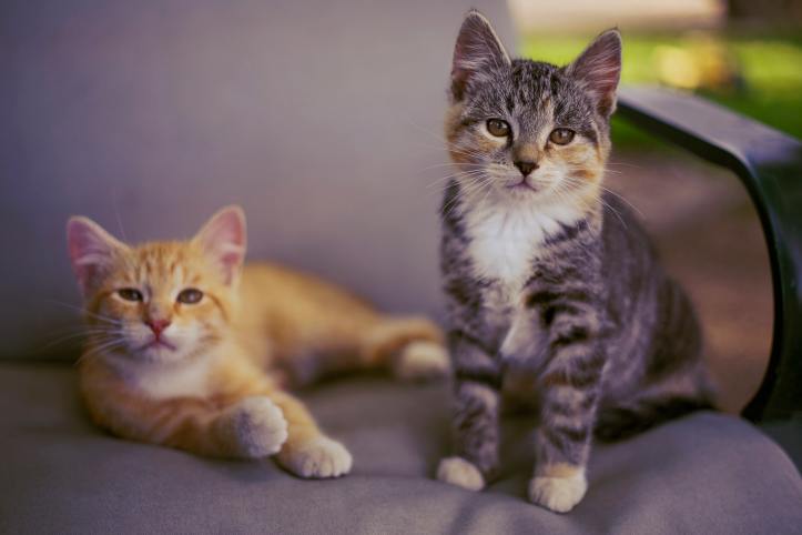 photo-1583161610939-1dee7ccc07fc